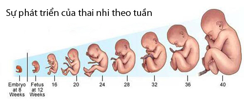 Quá trình thai nhi phát triển trong bụng mẹ  